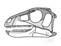 Pisanosaurus skull