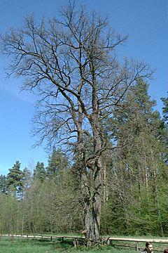 Archivo:Poland Bialowieza - royal oaks