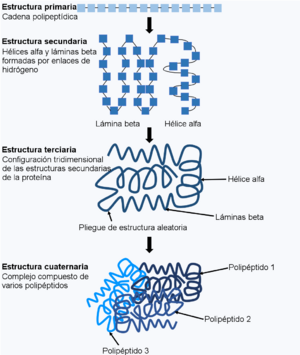 Archivo:Protein folding figure-es