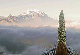 Puya raimondi (8401486022)