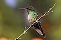 Red-billed streamertail (Trochilus polytmus) juvenile male