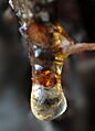 Resin with insect (aka)