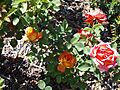 Rosa 'María Ribas de Bañuls' V. Muñoz 1985 RPO1