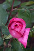 Rose, Montesquicu - Flickr - nekonomania (1)