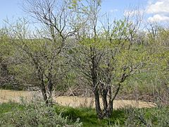 Archivo:Salix amygdaloides (4018709804)