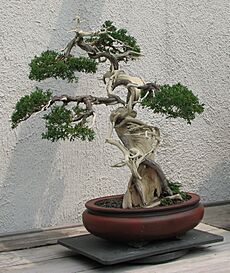 Archivo:Sargent Juniper, 1905-2007