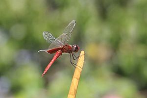 Archivo:Scarlet Dragonfly