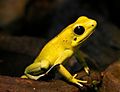 Schrecklicherpfeilgiftfrosch-01