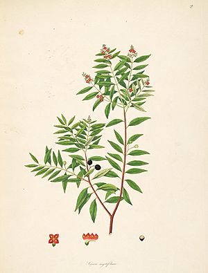 Archivo:Sirium myrtifolium CoromandelCoast 1-002