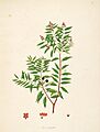 Sirium myrtifolium CoromandelCoast 1-002