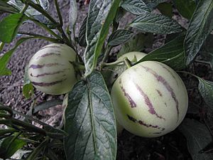Archivo:Solanum muricatum R.H. (5)