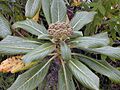 Starr 020925-0105 Broussaisia arguta