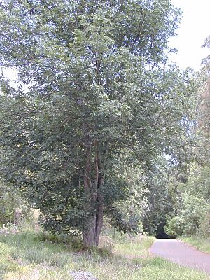 Archivo:Starr 030405-0078 Fraxinus uhdei