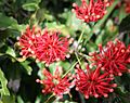 Stenocarpus sinuatus maranoa email