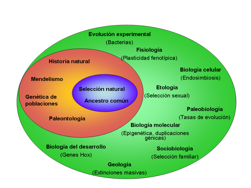 Teoría Síntética ampliada