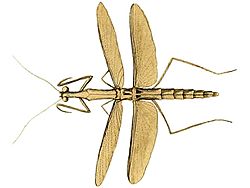 Thespis parva Illustrations of Exotic Entomology II 39 (cropped) 2.jpg