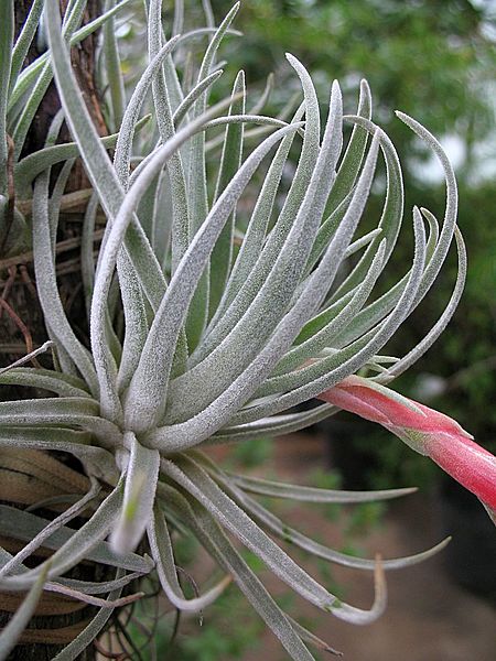 Tillandsia andrieuxii (TS) 2-00999