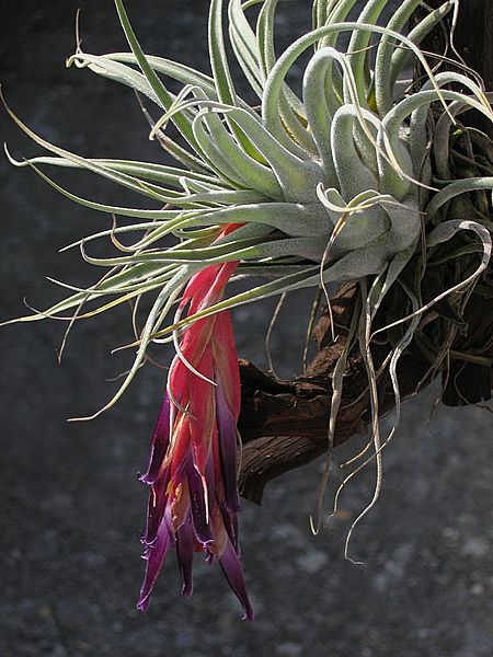 Tillandsia macdougallii (TS) 1-00749