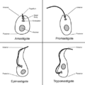 Trypanosomatid Cellular Forms
