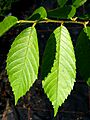 Ulmus mexicana leaves