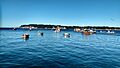 Vista desde la caleta Tumbes hacia isla Quiriquina