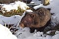 Vombatus ursinus (Wombat in snow)
