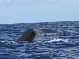 Archivo:Whale watching in São Miguel island, Azores - panoramio - Eduardo Manchon (2)