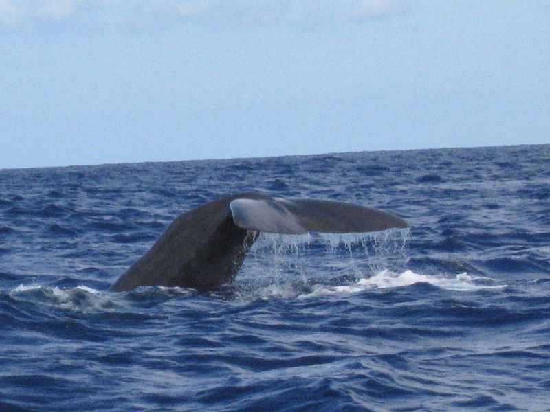 Archivo Whale watching in São Miguel island, Azores panoramio Eduardo Manchon (2)