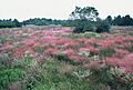 Williams Prairie