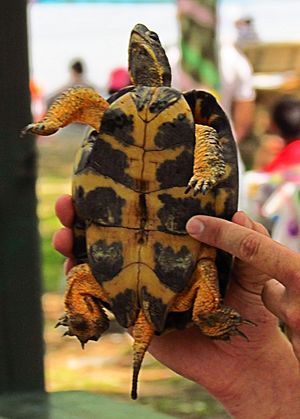 Archivo:Wood Turtle, male, plastron