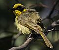 Yellow-tufted honeyeater durakai08