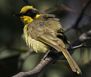 Archivo:Yellow-tufted honeyeater durakai08