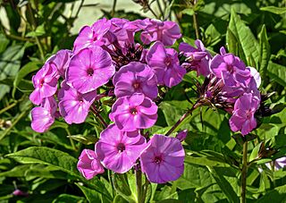 (MHNT) Phlox paniculata famous light purple - Les Martels, Giroussens Tarn.jpg