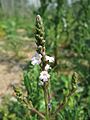 20150606Verbena officinalis1