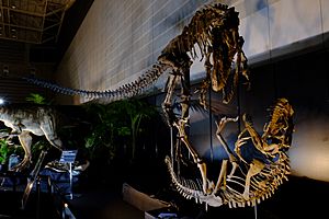 Archivo:Allosaurus fighting Ceratosaurus