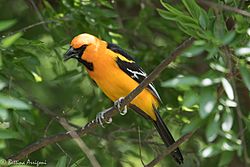 Altamira Oriole (male) National Butterfly Center Mission TX 2018-03-19 13-42-53 (26037390947).jpg