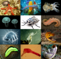 Animal diversity b