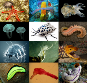 Archivo:Animal diversity b