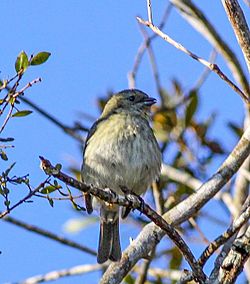 Antillean Siskin.jpg