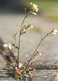 Archivo:Arabidopsis thaliana