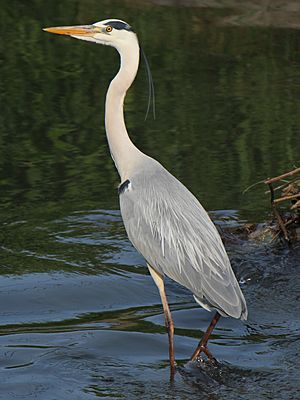 Archivo:Ardea cinerea jouyi