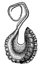 Argonauta bottgeri hectocotylus