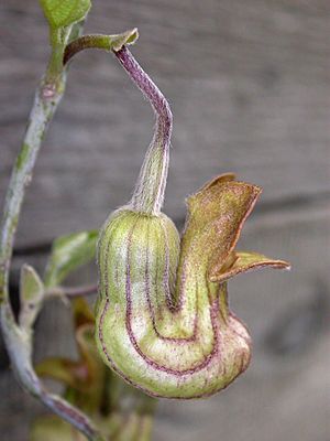 Archivo:Aristolochia californica flower 2004-02-23