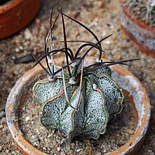 Astrophytum capricorne 2020-07-18 02.jpg