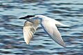 Australian Tern (Gelochelidon macrotarsa), Brisbane, Australia