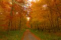 Autumnal deciduous forest - Laubwand im Herbst
