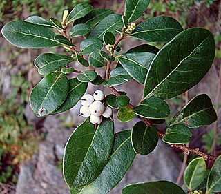 Azara integrifolia (8643721777).jpg