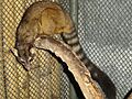 Bassariscus sumichrasti geo