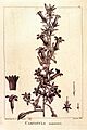 Campanula tomentosa