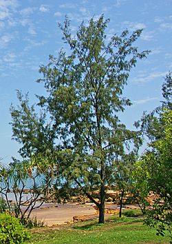 Archivo:Casuarina equisetifolia - Darwin NT